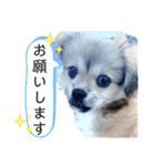 ぼくはチワペキのムギくんです。（個別スタンプ：11）