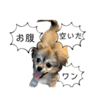 ぼくはチワペキのムギくんです。（個別スタンプ：12）