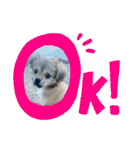 ぼくはチワペキのムギくんです。（個別スタンプ：13）