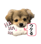 ぼくはチワペキのムギくんです。（個別スタンプ：14）