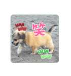 ぼくはチワペキのムギくんです。（個別スタンプ：15）