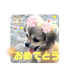 ぼくはチワペキのムギくんです。（個別スタンプ：17）