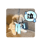 ぼくはチワペキのムギくんです。（個別スタンプ：19）