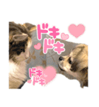 ぼくはチワペキのムギくんです。（個別スタンプ：21）