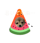 ぼくはチワペキのムギくんです。（個別スタンプ：22）