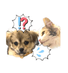 ぼくはチワペキのムギくんです。（個別スタンプ：29）