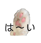 ぼくはチワペキのムギくんです。（個別スタンプ：37）
