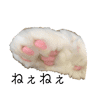 ぼくはチワペキのムギくんです。（個別スタンプ：38）