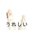 ぼくはチワペキのムギくんです。（個別スタンプ：39）