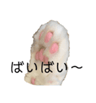 ぼくはチワペキのムギくんです。（個別スタンプ：40）