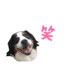 バーニーズマウンテンドック ばに顔（個別スタンプ：3）