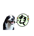 バーニーズマウンテンドック ばに顔（個別スタンプ：4）