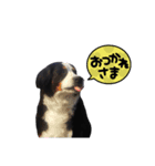 バーニーズマウンテンドック ばに顔（個別スタンプ：5）