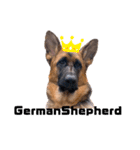 GermanShepherd ANNY（個別スタンプ：1）