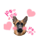 GermanShepherd ANNY（個別スタンプ：2）