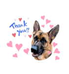 GermanShepherd ANNY（個別スタンプ：3）