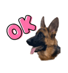 GermanShepherd ANNY（個別スタンプ：7）
