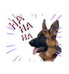 GermanShepherd ANNY（個別スタンプ：8）