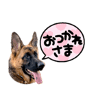 GermanShepherd ANNY（個別スタンプ：9）