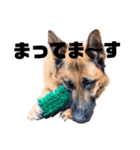 GermanShepherd ANNY（個別スタンプ：10）
