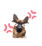 GermanShepherd ANNY（個別スタンプ：11）