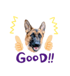 GermanShepherd ANNY（個別スタンプ：12）
