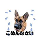 GermanShepherd ANNY（個別スタンプ：13）