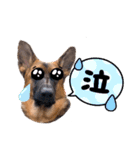 GermanShepherd ANNY（個別スタンプ：14）