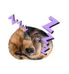 GermanShepherd ANNY（個別スタンプ：15）