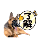 GermanShepherd ANNY（個別スタンプ：16）