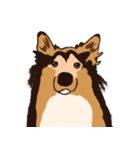 コリー - Rover（個別スタンプ：2）