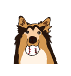 コリー - Rover（個別スタンプ：4）