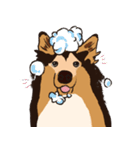 コリー - Rover（個別スタンプ：8）