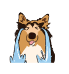 コリー - Rover（個別スタンプ：10）