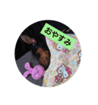 rinhappyhappy（個別スタンプ：1）