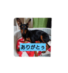 rinhappyhappy（個別スタンプ：7）