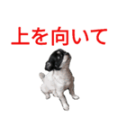 ぼく、ソラくん 3（個別スタンプ：1）