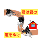 ぼく、ソラくん 3（個別スタンプ：21）