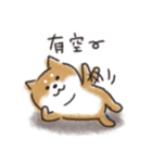 Shiba dog★Taiwan 柴犬 台湾語（個別スタンプ：16）