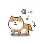 Shiba dog★Taiwan 柴犬 台湾語（個別スタンプ：24）