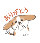 レモン色のビーグル、レモンちゃん（個別スタンプ：1）