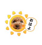 トイプーのティンクスタンプ（個別スタンプ：1）