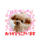 トイプーのティンクスタンプ（個別スタンプ：10）