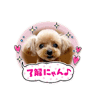 トイプーのティンクスタンプ（個別スタンプ：11）
