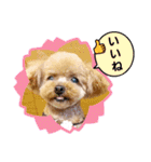 トイプーのティンクスタンプ（個別スタンプ：13）