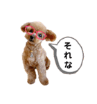 トイプーのティンクスタンプ（個別スタンプ：14）