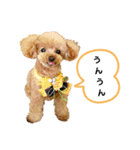 トイプーのティンクスタンプ（個別スタンプ：15）