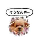 トイプーのティンクスタンプ（個別スタンプ：16）