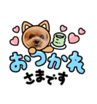 トイプーのティンクスタンプ（個別スタンプ：17）