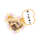 トイプーのティンクスタンプ（個別スタンプ：23）